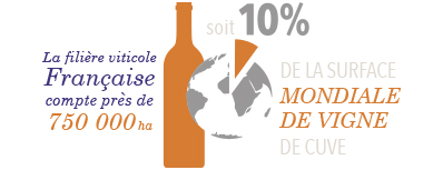 10% de la surface mondiale de vigne